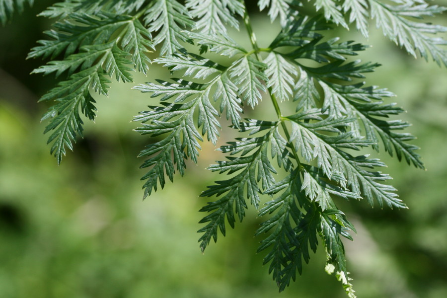 Conium maculatum / Cicuta maggiore